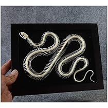 蛇 骨格標本 骨 フィギュア Amazon.co.jp: ヘビの骨格標本の剥製、動物の骨格モデル本物の